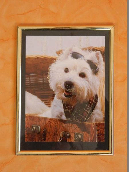 Hundeportrait goldener Rahmen