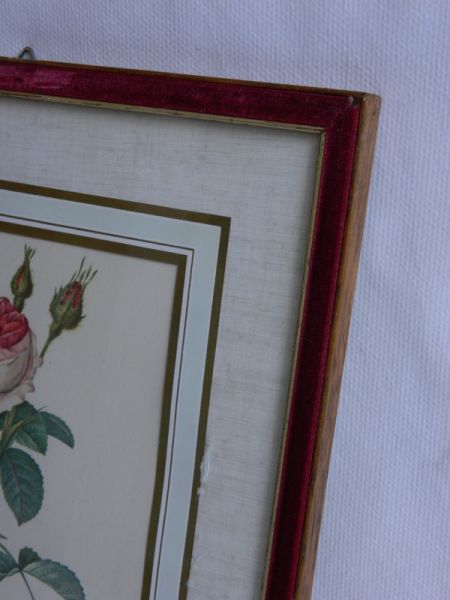 Rosa 1, im Glasrahmen