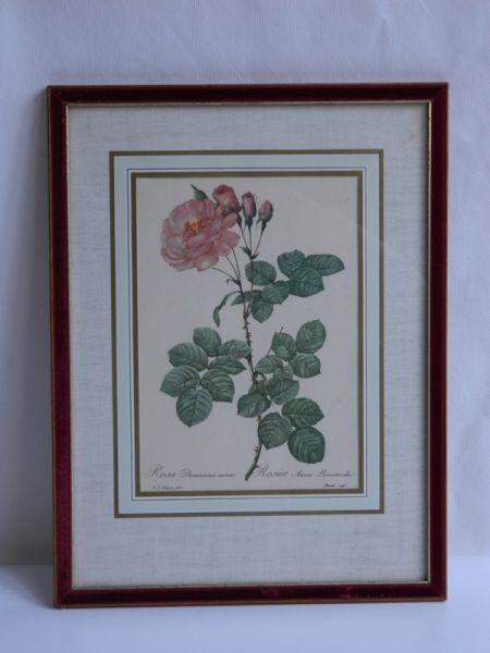 Rosa 2, im Glasrahmen