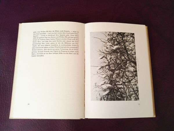 Mit den Zugvögeln nach Afrika von Bengt Berg