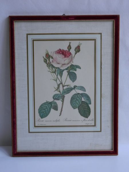 Rosa 1, im Glasrahmen